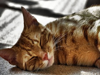 Asleep, cat, asleep HD wallpaper
