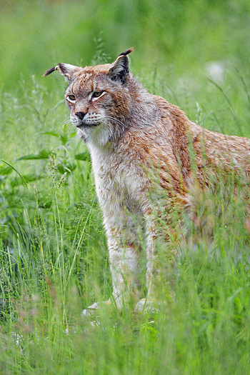Animals, Grass, Iris, Predator, Big Cat, Sight, Opinion, Animal HD phone wallpaper
