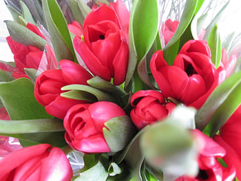 Lovely Red Tulips., Green, Leaves, Love, Red HD wallpaper