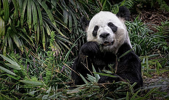 Panda, animal, forest, bear HD wallpaper