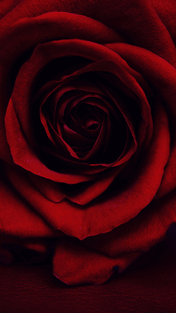 Red Rose, Red Artificially Rose HD phone wallpaper