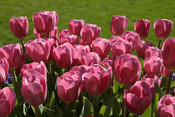 *** Tulips ***, pink, flower, nature, flowers, tulips HD wallpaper