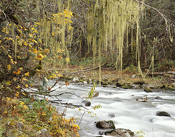 Nature, Rivers, Trees, Autumn, Leaves, Web, Multicolored HD wallpaper