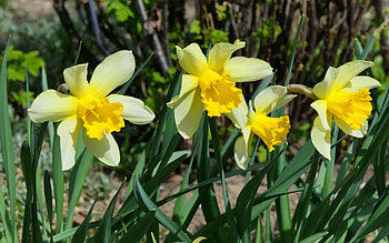 Daffodils, flowers, spring, yellow HD wallpaper