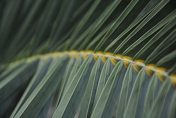 Grass, Macro, Fern, Greens, Stem, Stalk HD wallpaper