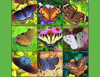 A whole page of beauty, butterflies, colors, variety, nine HD wallpaper