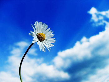 Plants, Flowers, Sky, Camomile HD wallpaper