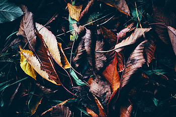 Nature, Grass, Autumn, Leaves, Wet, Humid, Fallen HD wallpaper
