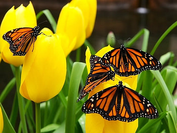 Monarch, monarch, monarch, monarch for Monarch, animal, tulip, butterfly, yellow, nature HD wallpaper