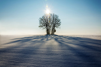 Winter, Nature, Snow, Horizon, Wood, Tree, Sunlight HD wallpaper