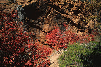Nature, Trees, Stones, Autumn, Leaves, Rocks, Multicolored, Branches HD wallpaper