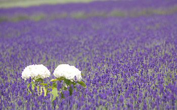 Flowers, Field, Hydrangea, Lavender, Sharpness HD wallpaper