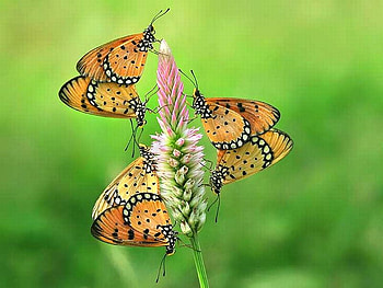 Beautiful Butterflies, butterflies, cool, beautiful HD wallpaper