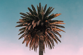 Nature, Wood, Tree, Palm, Bottom View HD wallpaper