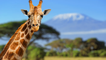 Mind-bending giraffe sky, Surreal wonder, Twilight magic, Dreamlike escape HD wallpaper