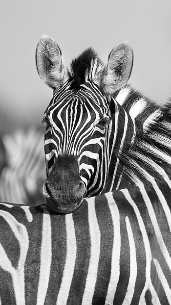 Striped beauty, African wildlife, Unique markings, Nature's marvel HD phone wallpaper