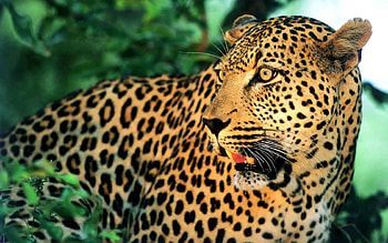 Animals, Leopard, Muzzle, Spotted, Spotty, Mustache, Moustache, Astonishment, Surprise HD wallpaper