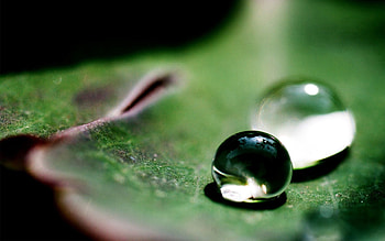 Grass, Drops, Macro, Surface, Form HD wallpaper