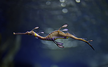 Seahorse, , and mobile, Animals HD wallpaper