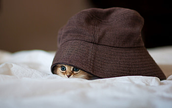 Animals, Kitty, Kitten, Hide, Hat, Peek Out, Look Out HD wallpaper