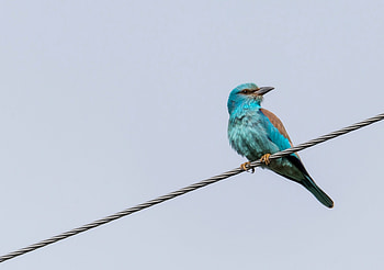 european roller, Animal, roller HD wallpaper
