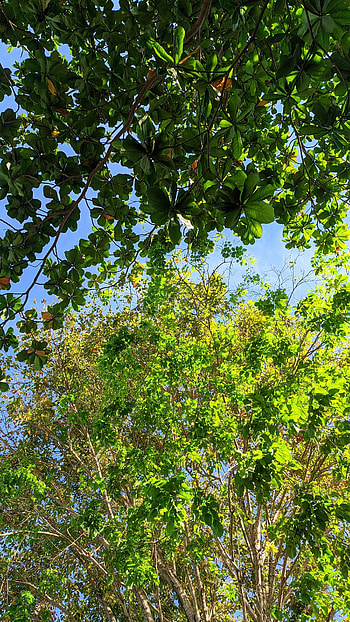 Tree Separation HD phone wallpaper