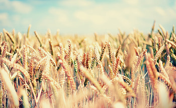 Sky, Macro, Light, Field, Light Coloured, Ears, Ripe, Spikes HD wallpaper