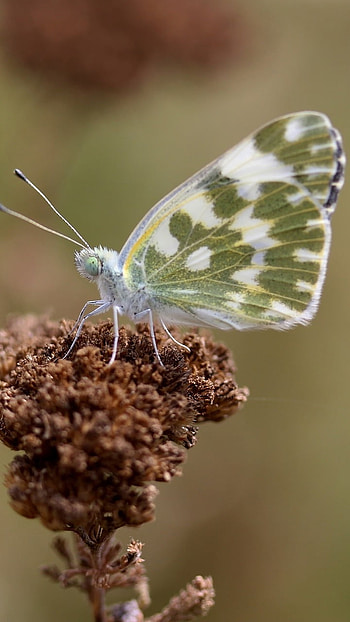White Butterfly, Adorable Background Aesthetic, aadorable background aesthetic HD phone wallpaper