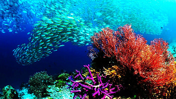 Underwater ocean, Top , Nature, Backgrounds HD wallpaper