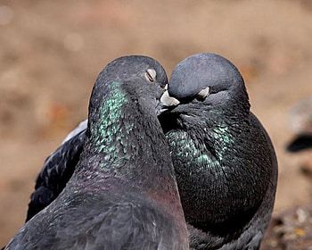 Pigeon in Love, animal, pigeon, birds, love HD wallpaper