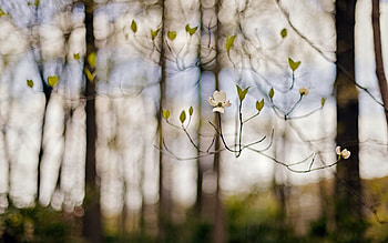 Nature, Flower, Blur, Branches, Branch, Spring HD wallpaper