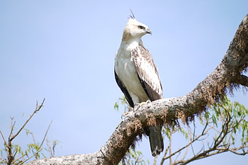Fishing Eagle, Yala, Perch, Sri Lanka, Sharp eyed HD wallpaper