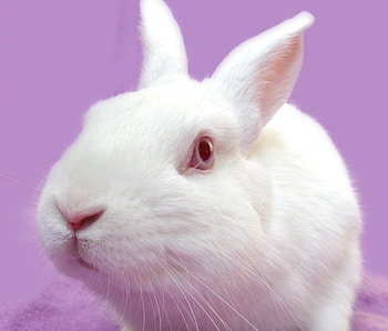 White bunny, animal, pink, white, cute, red eyes, easter, rabbit HD wallpaper