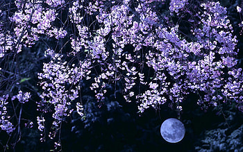 Cherry Blossom Moon HD wallpaper