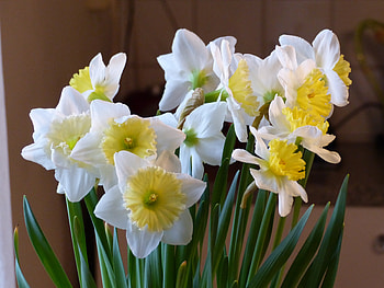 Spring, white, yellow, colors, flowers HD wallpaper