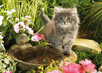 Kitty In The Garden, garden, cute, kitty, nice HD wallpaper