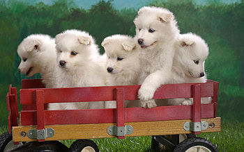 Animals, Sit, Toy, Puppies, Lots Of, Multitude, Truck, Trolley HD wallpaper