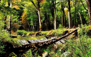 Nature, Trees, Bush, Forest, Bridge, Logs, Ravine HD wallpaper