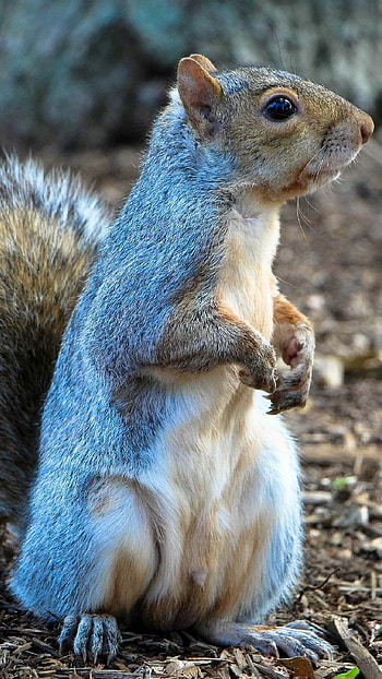 Squirrel standing tall, Lockscreen elegance, , Nature's masterpiece HD phone wallpaper