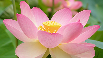 lotus flower, Aquatic plant, U HD wallpaper