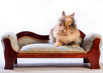 Bunny, animal, white, sofa, cute, iepuras, red, easter, rabbit HD wallpaper