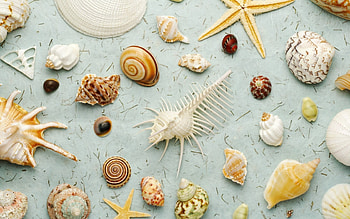 Background, Shells HD wallpaper