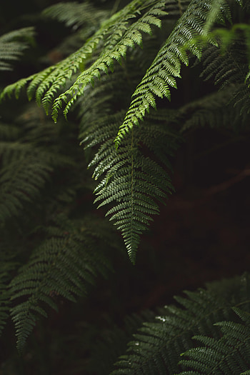 Plant, Macro, Fern, Branch HD phone wallpaper