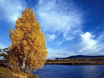 Nature, Water, Rivers, Autumn, Leaves, Shore, Bank, Siberia, Birch HD wallpaper