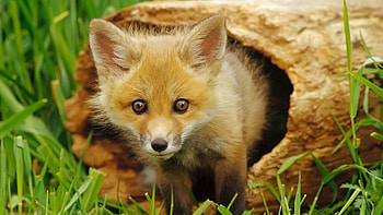 Animals, Fox HD wallpaper
