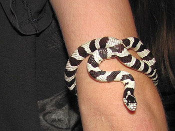 Little Snake, snake, cool, , little HD wallpaper