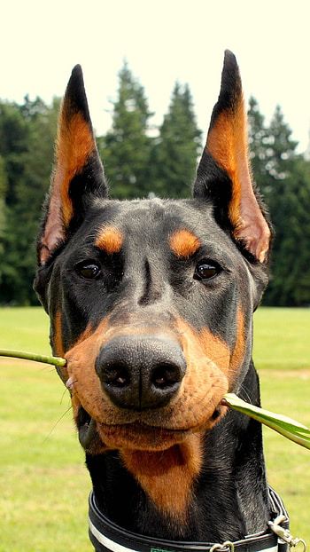 Doberman Dog, Doberman, Rose HD phone wallpaper