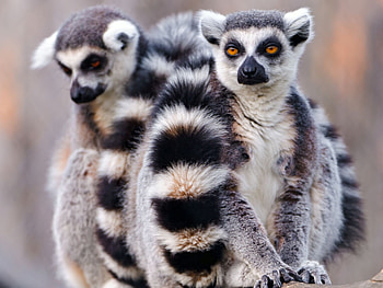 Lemur , Wildlife admiration, Ring Tailed Lemur, Natural beauty HD wallpaper