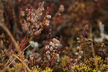 Plants, Nature, Macro, Flora HD wallpaper