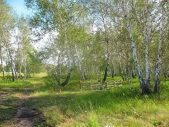 Nature, Trees, Summer, Birches, Forest, Greens, Relaxation, Rest, Kazakhstan, Forestry, Brigade HD wallpaper